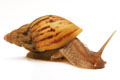 Lissachatina zanzibarica semiadult